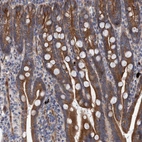 Immunohistochemical staining of human duodenum shows strong cytoplasmic granular positivity in glandular cells.