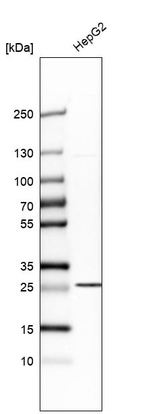Western blot analysis in human cell line HepG2.