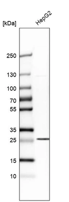 Western blot analysis in human cell line HepG2.