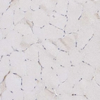 Immunohistochemical staining of human skeletal muscle shows no cytoplasmic positivity in myocytes as expected.