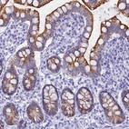 Immunohistochemical staining of human small intestine shows strong cytoplasmic granular positivity in glandular cells.