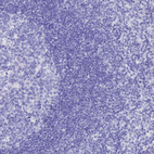 Immunohistochemical staining of human lymph node shows no positivity in non-germinal center cells as expected.