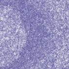 Immunohistochemical staining of human lymph node shows no positivity in non-germinal center cells as expected.