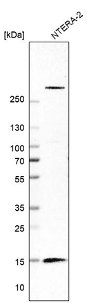 Western blot analysis in human cell line NTERA-2.