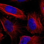 Immunofluorescent staining of human cell line U-251 MG shows localization to centrosome.