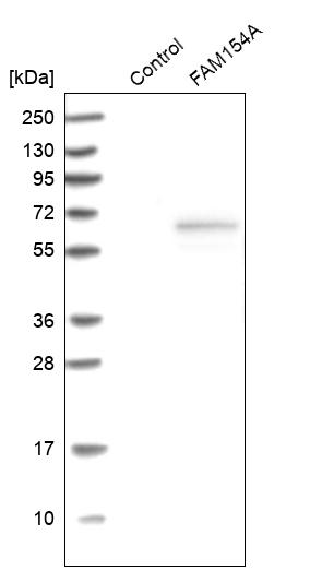 Anti-SAXO1 Antibody