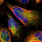 Immunofluorescent staining of human cell line U-2 OS shows localization to microtubules.