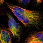 Immunofluorescent staining of human cell line U-2 OS shows localization to microtubules.