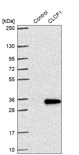 Anti-CLCF1 Antibody