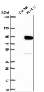 Anti-KLHL11 Antibody