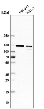Western blot analysis in mouse cell line NIH-3T3 and rat cell line NBT-II.