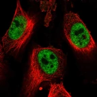 Immunofluorescent staining of human cell line U-251 MG shows localization to nuclear speckles.