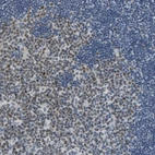 Immunohistochemical staining of human tonsil shows moderate nuclear positivity in germinal center cells.