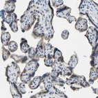 Immunohistochemical staining of human placenta shows moderate cytoplasmic positivity in trophoblastic cells.