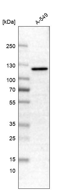Anti-CDKL5 Antibody