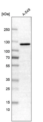 Anti-CDKL5 Antibody