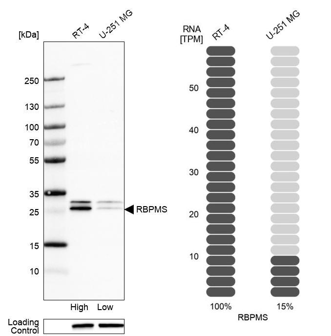 Anti-RBPMS Antibody