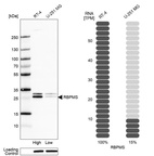 Anti-RBPMS Antibody