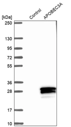 Anti-APOBEC3A Antibody