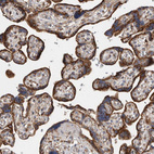Immunohistochemical staining of human placenta shows strong granular cytoplasmic positivity in trophoblastic cells.