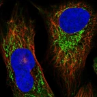 Immunofluorescent staining of human cell line U-2 OS shows localization to mitochondria.
