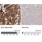 Anti-CS Antibody