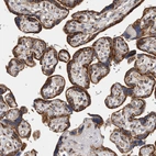 Immunohistochemical staining of human placenta shows strong granular cytoplasmic positivity in trophoblastic cells.