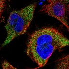 Immunofluorescent staining of human cell line U-251 MG shows localization to cytosol.