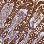 Immunohistochemical staining of human small intestine shows strong granular cytoplasmic positivity in glandular cells.