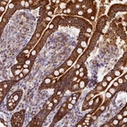 Immunohistochemical staining of human small intestine shows strong granular cytoplasmic positivity in glandular cells.