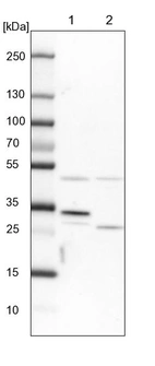 Lane 1: NIH-3T3 cell lysate (Mouse embryonic fibroblast cells)_br/_Lane 2: NBT-II cell lysate (Rat Wistar bladder tumour cells)