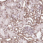 Immunohistochemical staining of human kidney shows strong positivity in the nuclear membrane in cells in tubules.