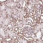 Immunohistochemical staining of human kidney shows strong positivity in the nuclear membrane in cells in tubules.