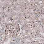 Immunohistochemical staining of human kidney shows moderate nuclear positivity in renal glomeruli and tubuli cells.