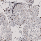 Immunohistochemical staining of human testis shows moderate nuclear positivity in a subset of cells in seminiferous ducts.