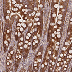 Immunohistochemical staining of human duodenum shows strong positivity in cytoplasm granular in glandular cells.