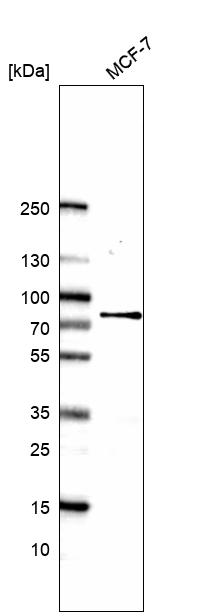 Anti-CCNK Antibody