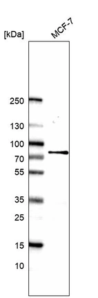 Anti-CCNK Antibody