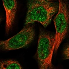 Immunofluorescent staining of human cell line U-2 OS shows localization to nucleoplasm, nuclear bodies & cytosol.