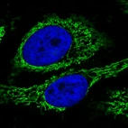 Immunofluorescence staining in HeLa cell line with Anti-CS monoclonal antibody, showing specific mitochondrial staining in green. Microtubule- and nuclear probes are visualized in red and blue respectively (where available).