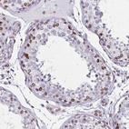 Immunohistochemical staining of human testis shows strong positivity in the nuclear membrane in a subset of cells in seminiferous ducts.