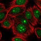 Anti-STAG3 Antibody