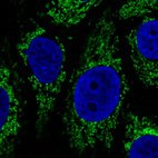 Immunofluorescence staining in MCF7 cell line with Anti-CS monoclonal antibody, showing specific mitochondrial staining in green. Microtubule- and nuclear probes are visualized in red and blue respectively (where available).