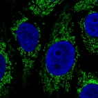 Immunofluorescence staining in MCF7 cell line with Anti-CS monoclonal antibody, showing specific mitochondrial staining in green. Microtubule- and nuclear probes are visualized in red and blue respectively (where available).