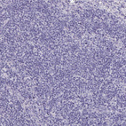 Immunohistochemical staining of human lymph node shows no positivity in non-germinal center cells as expected.