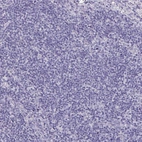 Immunohistochemical staining of human lymph node shows no positivity in non-germinal center cells as expected.