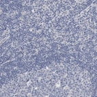 Immunohistochemical staining of human lymph node shows no positivity in non-germinal center cells as expected.