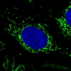 Immunofluorescence staining in U2OS cell line with Anti-CS monoclonal antibody, showing specific mitochondrial staining in green. Microtubule- and nuclear probes are visualized in red and blue respectively (where available).