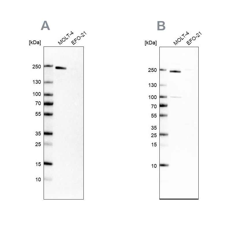 Anti-PBRM1 Antibody