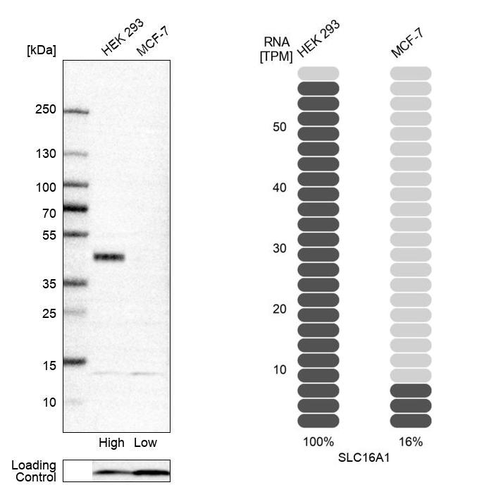 Anti-SLC16A1 Antibody